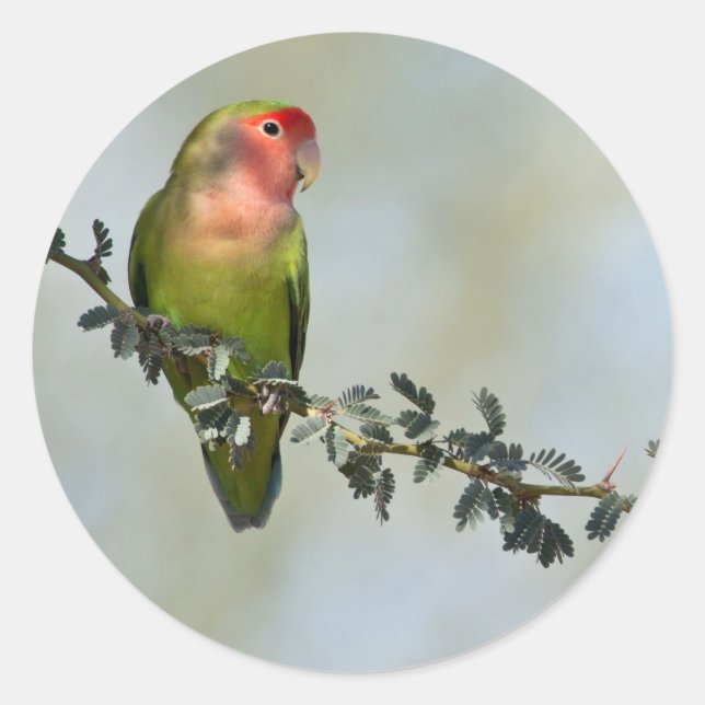 Rosy- faced love bird on a branch  classic round sticker (Front)