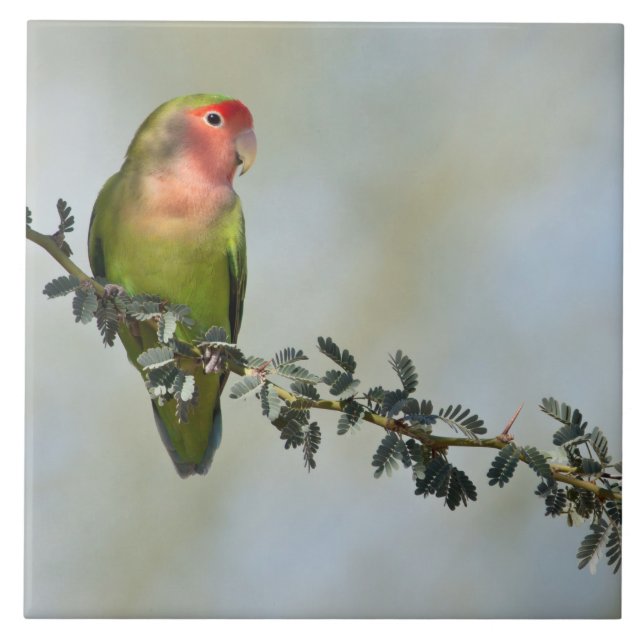 Rosy- faced love bird on a branch photo tile (Front)
