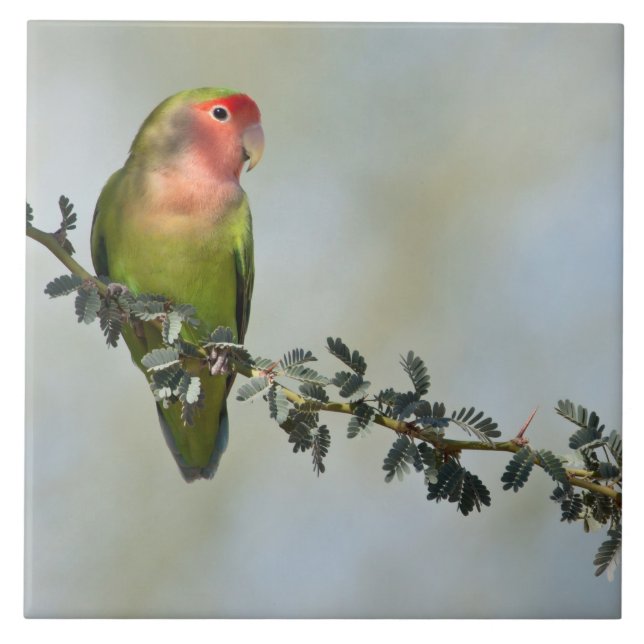 Rosy- faced love bird on a branch tile (Front)
