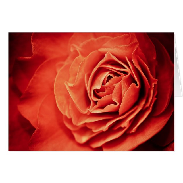 rosy living (Front Horizontal)