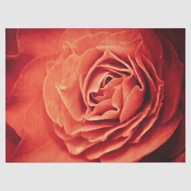 rosy living tissue paper (Front)