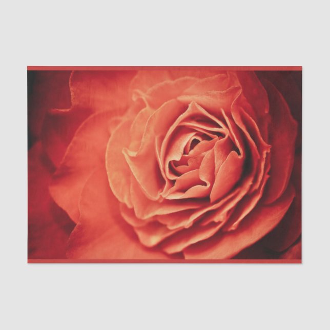 rosy living tissue paper (Front)