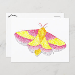 Rosy Maple Moth Postcard