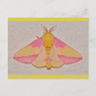 Rosy Maple Moth. Postcard