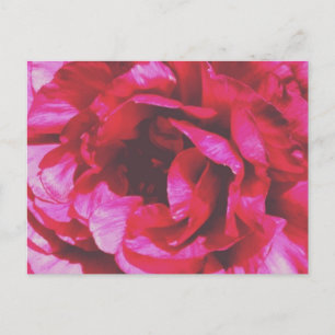 Rosy Rose Postcard
