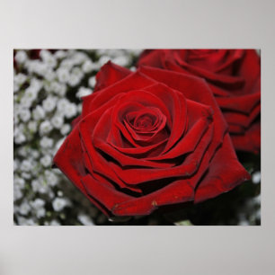 Rote Rose - Druck Poster