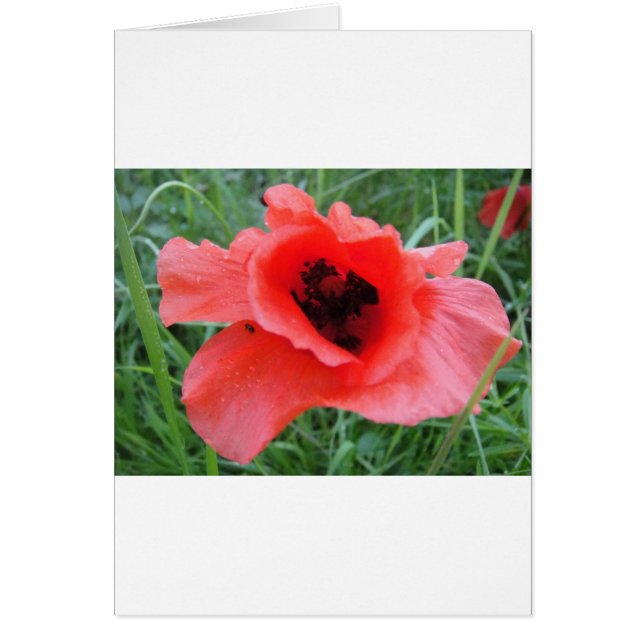 Roter Mohnblumenkelch (Devant)