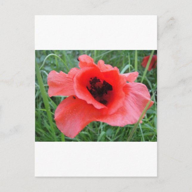 Roter Mohnblumenkelch Postcard (Front)