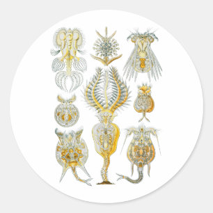 Rotifers Classic Round Sticker