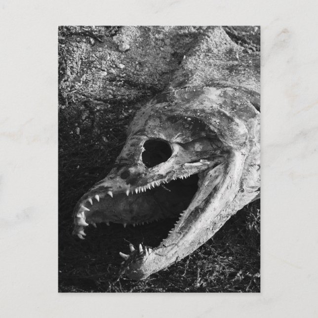 Rotten Fish Head Bones Postcard (Front)