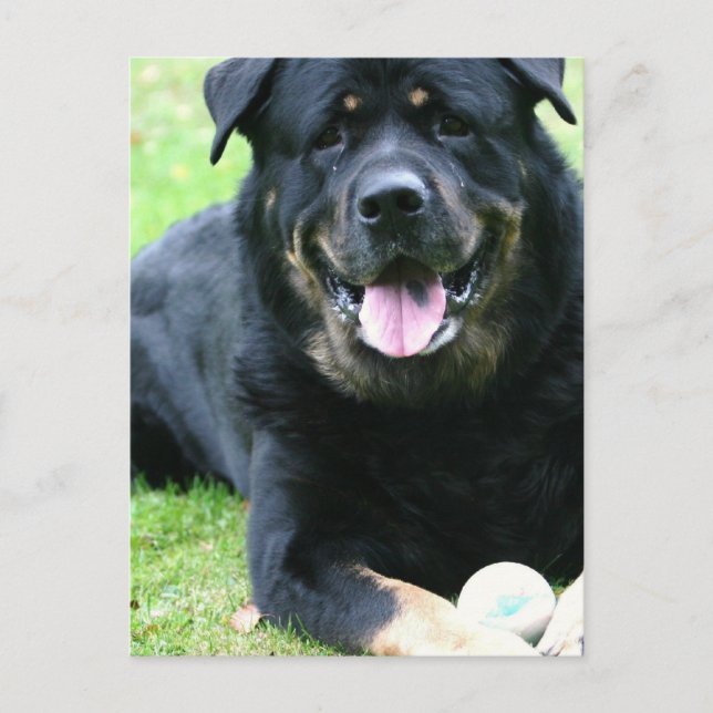 Rottie  Postcards (Front)