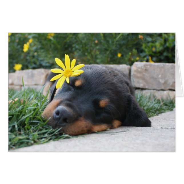 Rottweiler (Devant horizontal)
