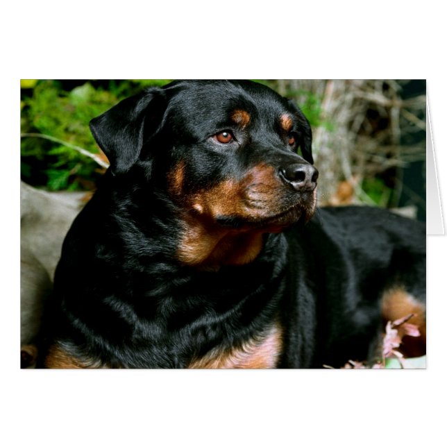 Rottweiler (Devant horizontal)