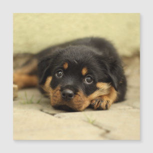 Rottweiler20150901