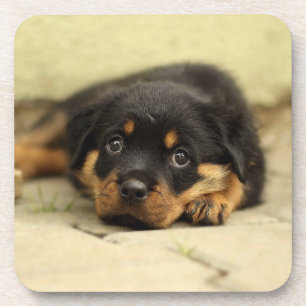Rottweiler20150901 Coaster