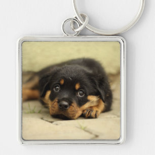 Rottweiler20150901 Keychain
