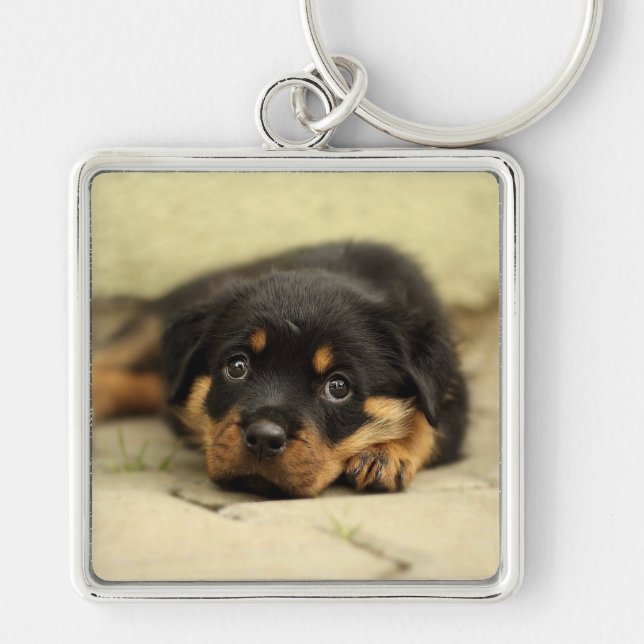 Rottweiler20150901 Keychain (Front)
