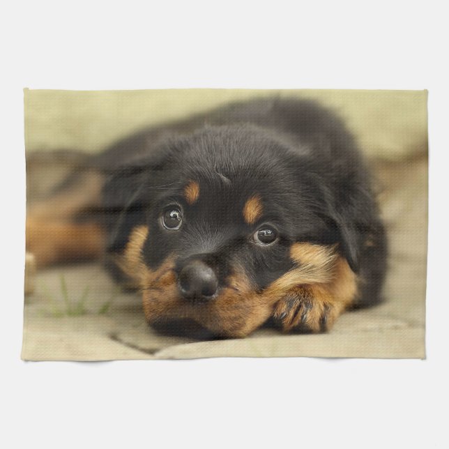 Rottweiler20150901 Kitchen Towel (Horizontal)