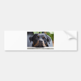 rottweiler 2.png bumper sticker