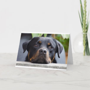 rottweiler 2.png card