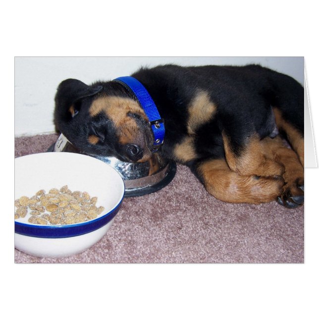 rottweiler à tête blanche. (Devant horizontal)