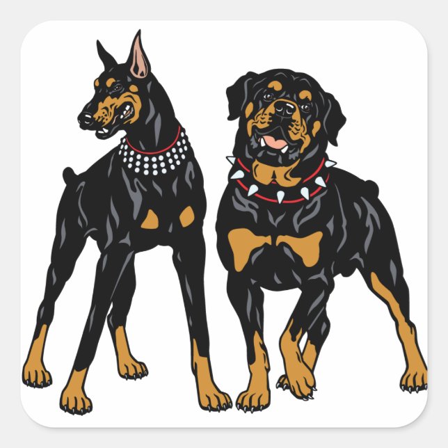 rottweiler and doberman square sticker (Front)