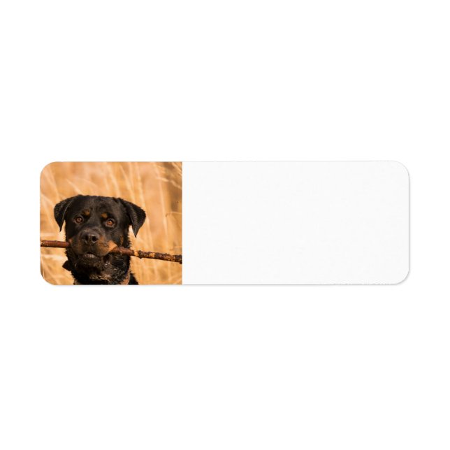 Rottweiler avec bâton (Devant)