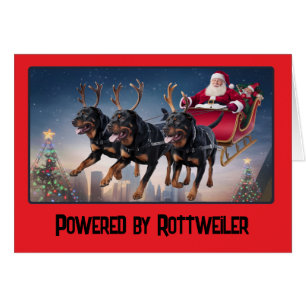 Rottweiler Chien drôle de Noël