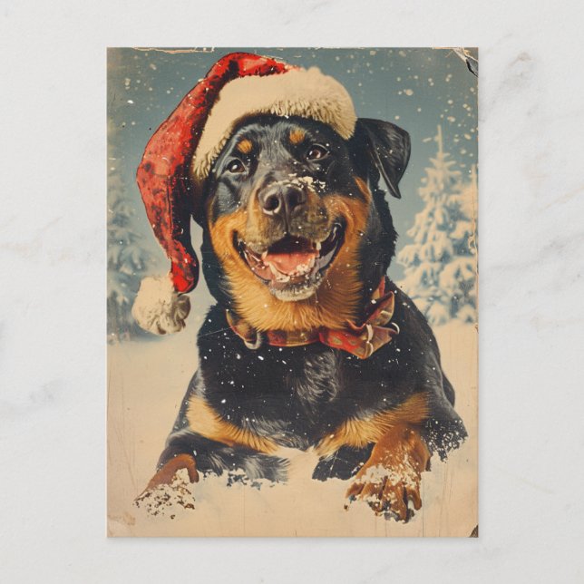 Rottweiler Christmas Postcard (Front)