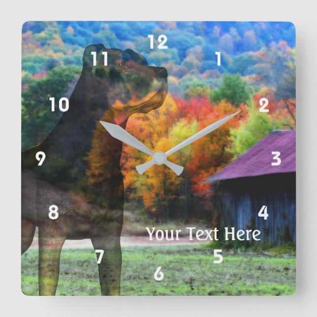 Rottweiler Dog And Old Tobacco Barn Square Wall Clock (Front)