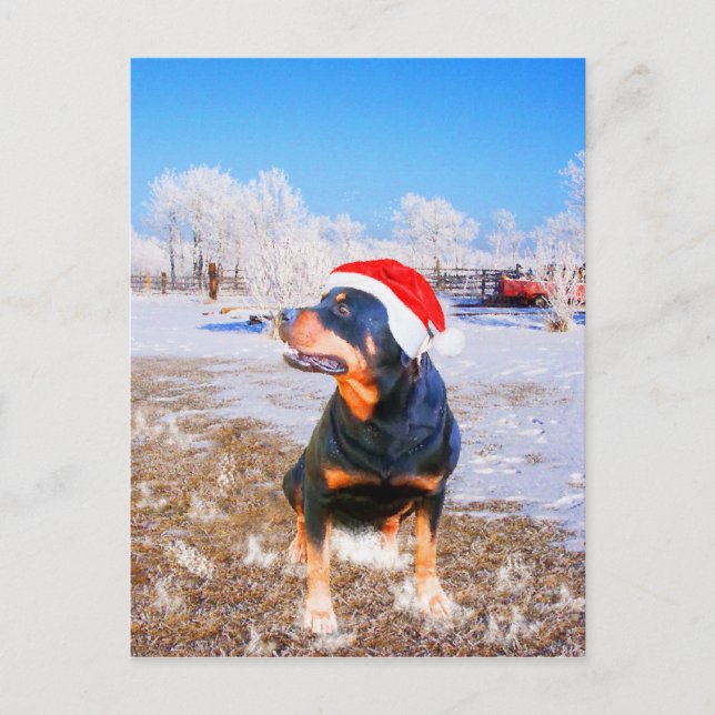 Rottweiler Dog Christmas Painting Holiday Postcard (Front)