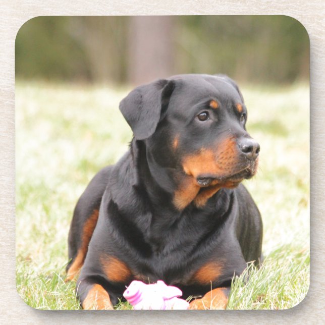 Rottweiler Dog Coaster (Front)