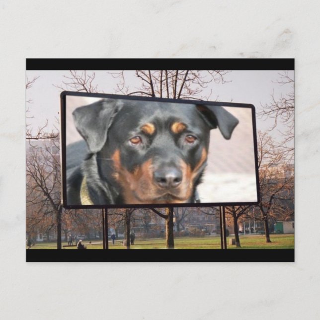 Rottweiler Dog Postcard (Front)