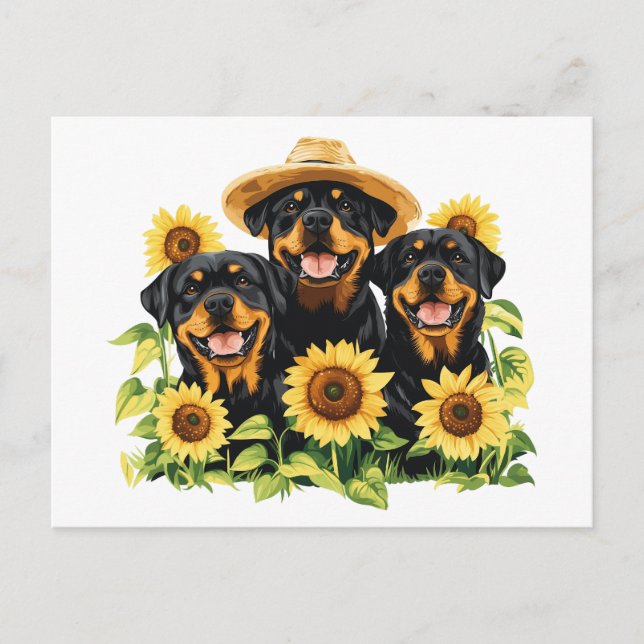 Rottweiler Dogs Surrounded By Sunflowers Holiday Postcard (Front)