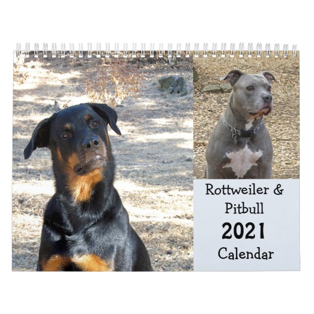 Rottweiler et calendrier Pitbull (Protection)