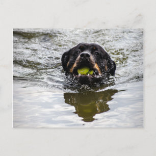 rottweiler in water postcard