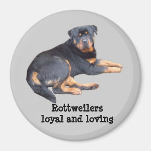 Rottweiler Magnet