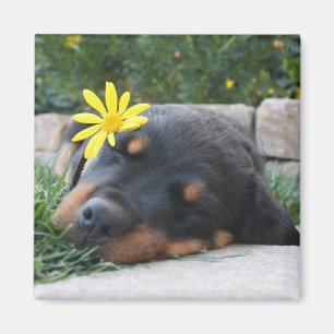 Rottweiler Magnet