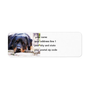 rottweiler mignon nouveau