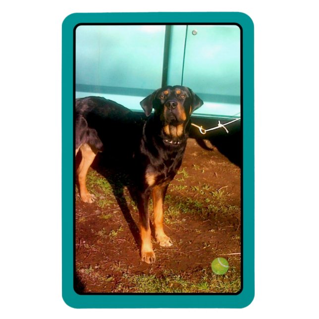 Rottweiler mix magnet (Vertical)
