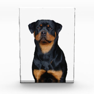 Rottweiler photo block