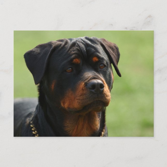 Rottweiler Postcard (Front)