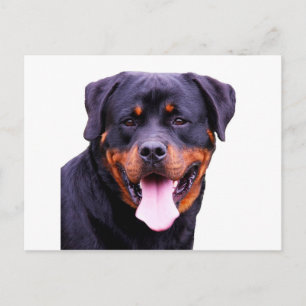 rottweiler postcard