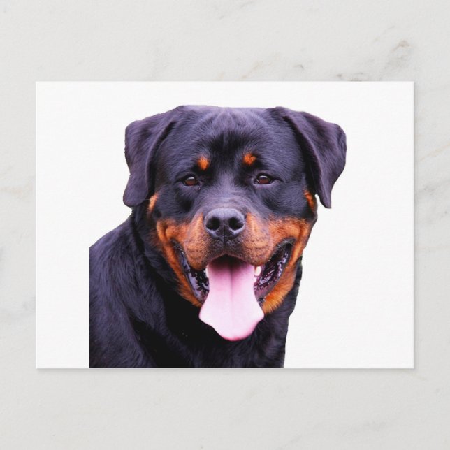 rottweiler postcard (Front)