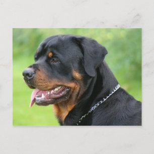 rottweiler postcard