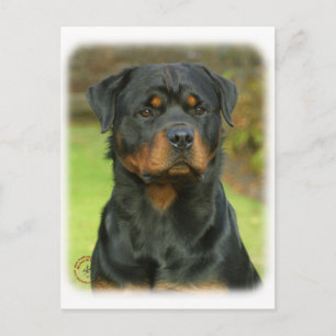 Rottweiler Postcard