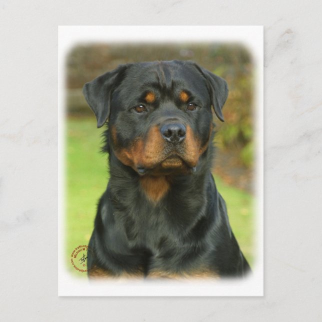 Rottweiler Postcard (Front)