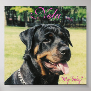 Rottweiler Poster