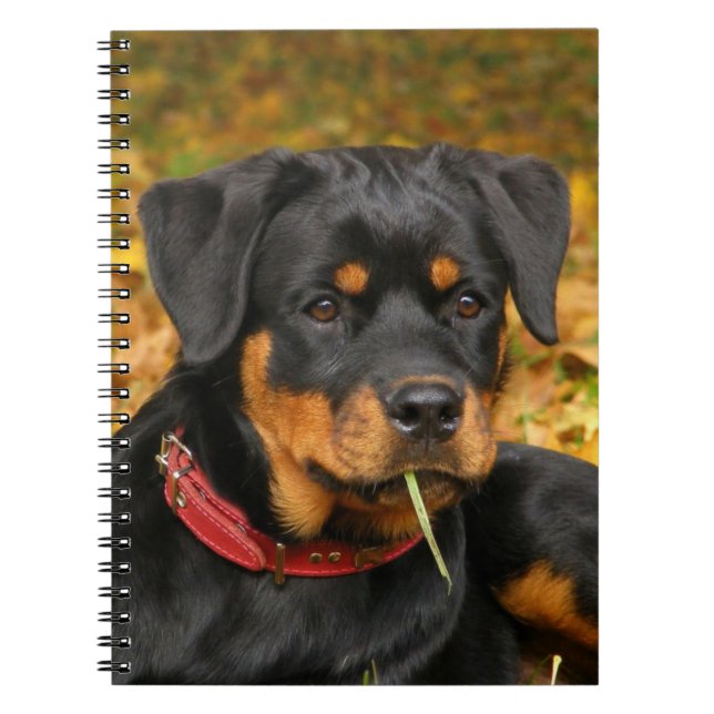 Rottweiler Pup Lying On The Ground In Forest Notebook (Front)