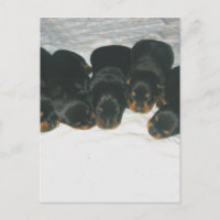 Rottweiler Puppies